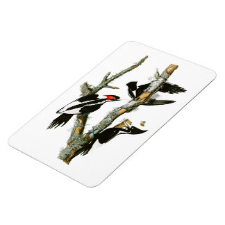 Långnäbbade träskare Audubon Birds of America Magnet