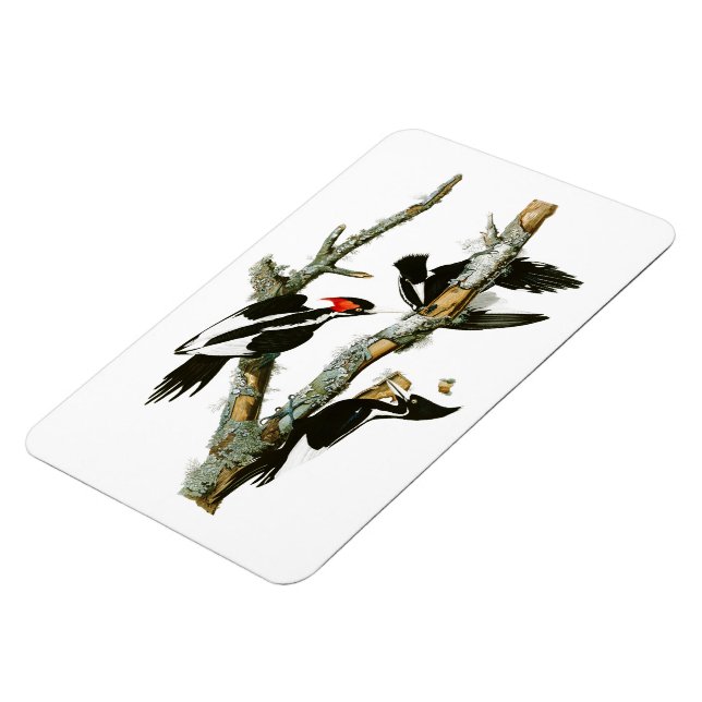 Långnäbbade träskare Audubon Birds of America Magnet (Vänstra Sidan)