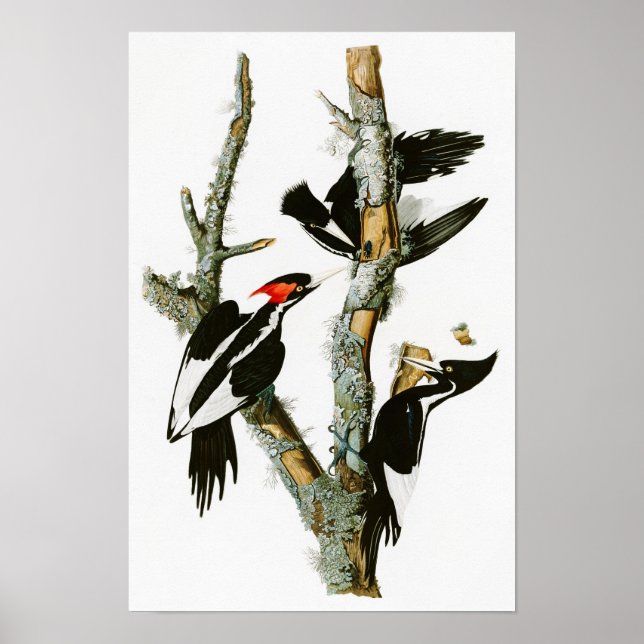 Långnäbbade träskare Audubon Birds of America Poster (Framsidan)