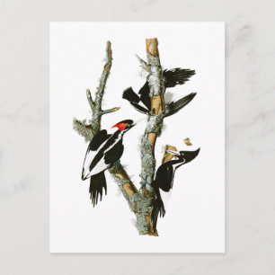 Långnäbbade träskare Audubon Birds of America Vykort