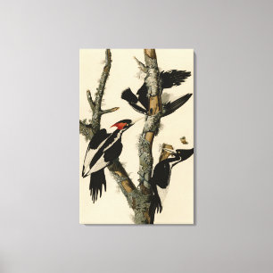 Långnäbbade träskare Audubon's Birds of America Canvastryck