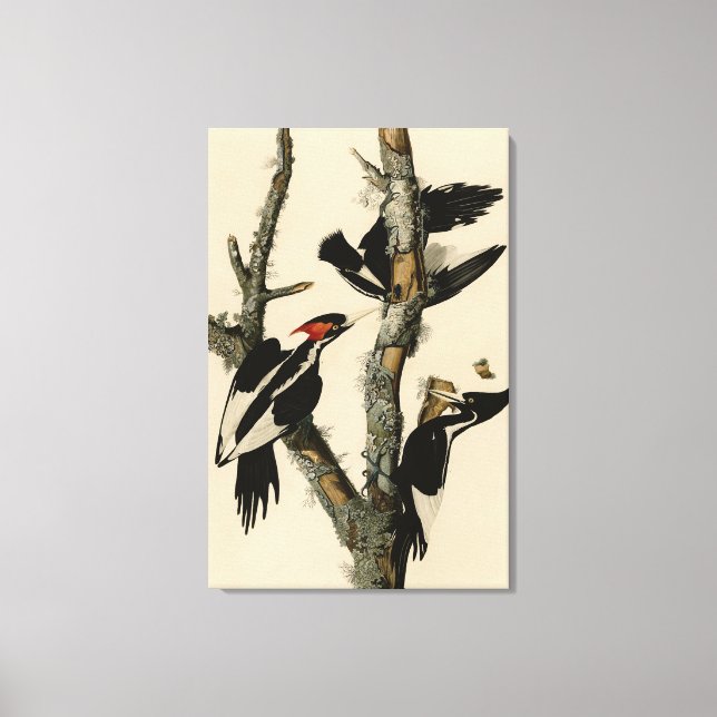 Långnäbbade träskare Audubon's Birds of America Canvastryck (Framsida)
