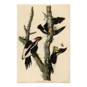 Långnäbbade träskare Audubon's Birds of America Fototryck
