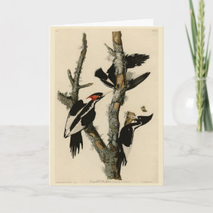 Långnäbbade träskare Audubon's Birds of America Kort