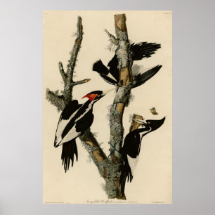 Långnäbbade träskare Audubon's Birds of America Poster
