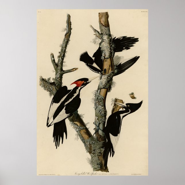 Långnäbbade träskare Audubon's Birds of America Poster (Framsidan)