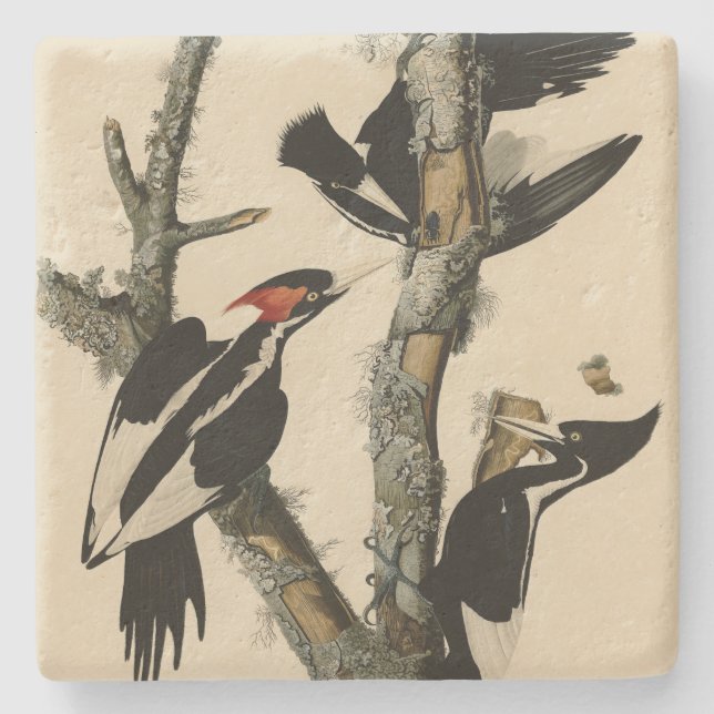 Långnäbbade träskare Audubon's Birds of America Stenunderlägg (Framsidan)