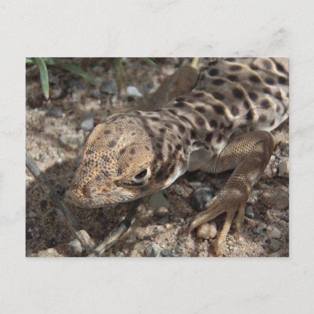 Långnosad leopard Lizard Vykort (Framsida)