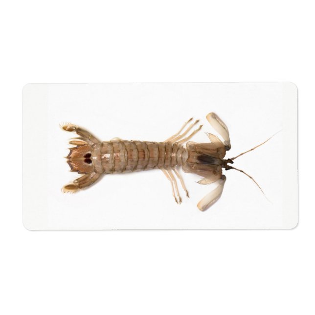 Langoustine Fraktsedel (Framsidan)