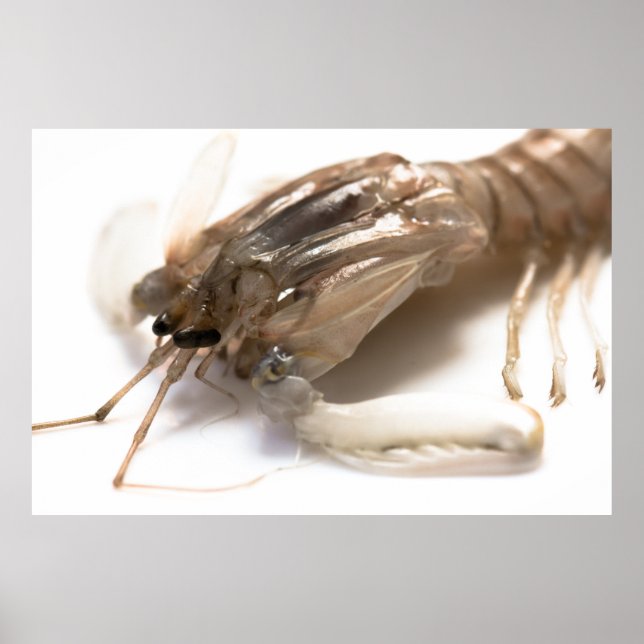 Langoustine Poster (Framsidan)