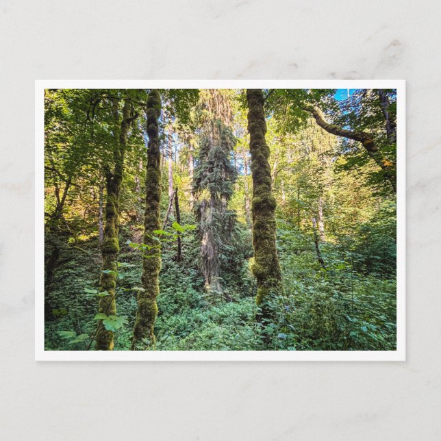 Längs vägen vykort (Framsida)