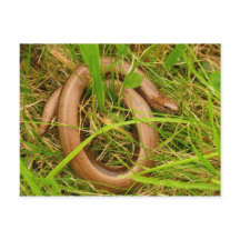 Långsam Mask-vykort