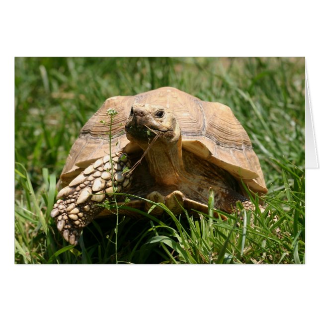 Långsam men stabil hälsningskort (Framsidan Horizontal)