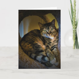 Långsamma dagar, kort