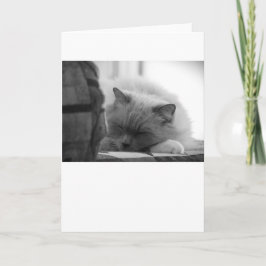 Långsamma dagar, kort