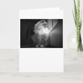 Långsamma dagar, kort