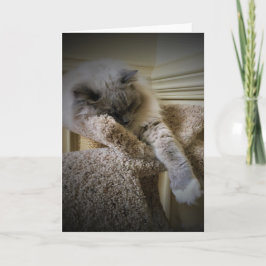 Långsamma dagar, kort