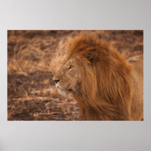 LÅNGSIKTIG LEJON POSTER