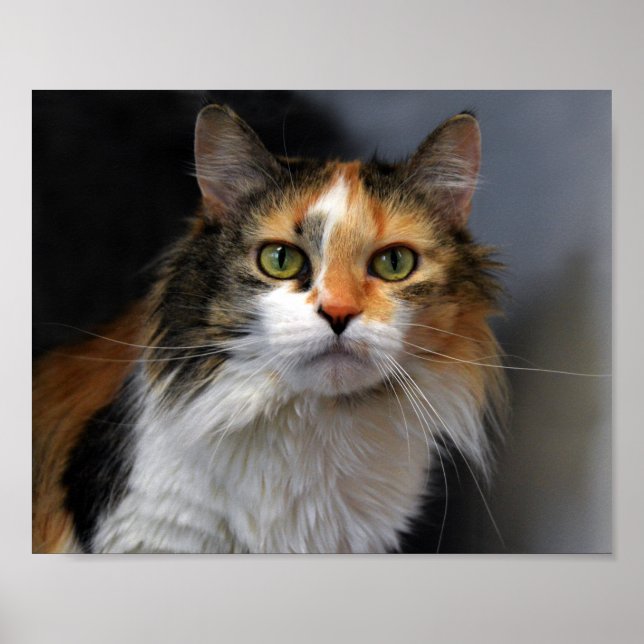 Långskött Calico Cat Poster (Framsidan)
