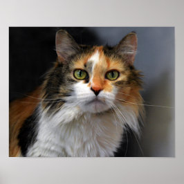 Långskött Calico Cat Poster