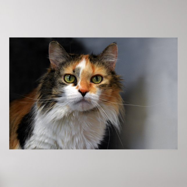 Långskött Calico Cat Poster (Framsidan)