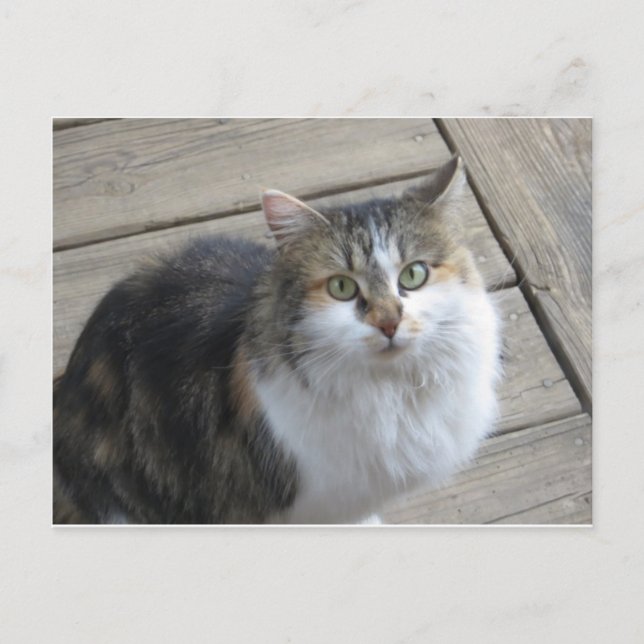 Långskött katt vykort (Framsida)