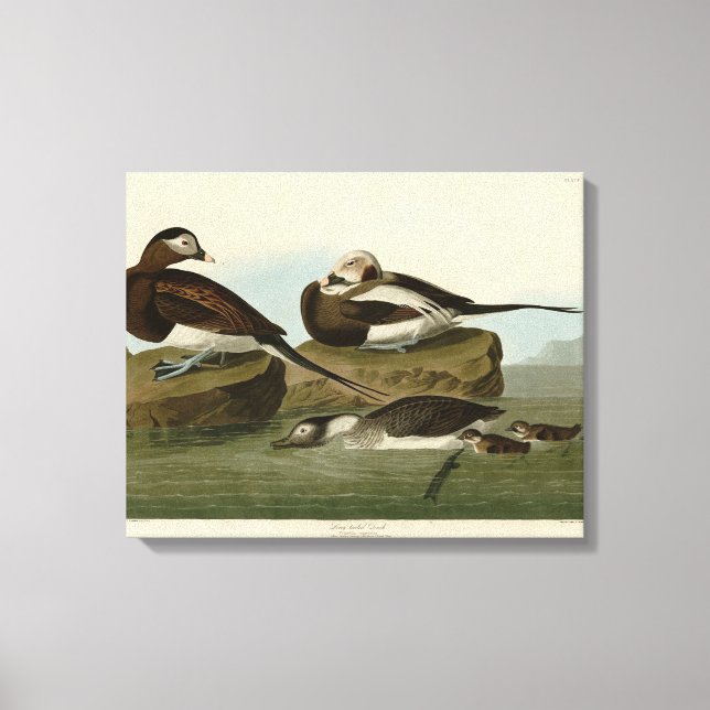 Långstjärt Anka - från Audubon's Birds of America Canvastryck (Framsida)