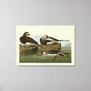 Långstjärt Anka - från Audubon's Birds of America Canvastryck