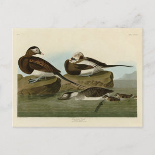 Långstjärt Anka - från Audubon's Birds of America Vykort