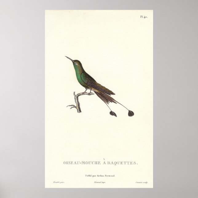 Långstjärt Grönt Humminbird från Antique Print Poster (Framsidan)