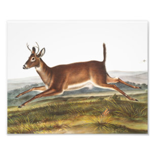 Långstjärt Hjort (Cervus leucurus) Illustration Fototryck