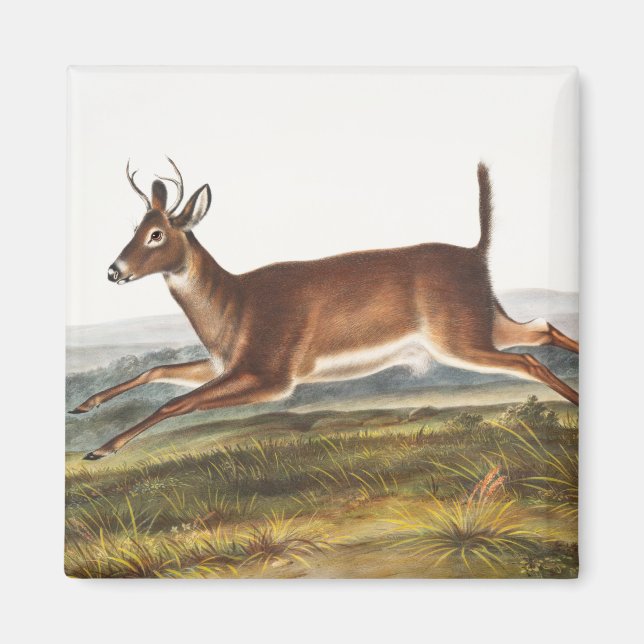 Långstjärt Hjort (Cervus leucurus) Illustration Magnet (Framsidan)