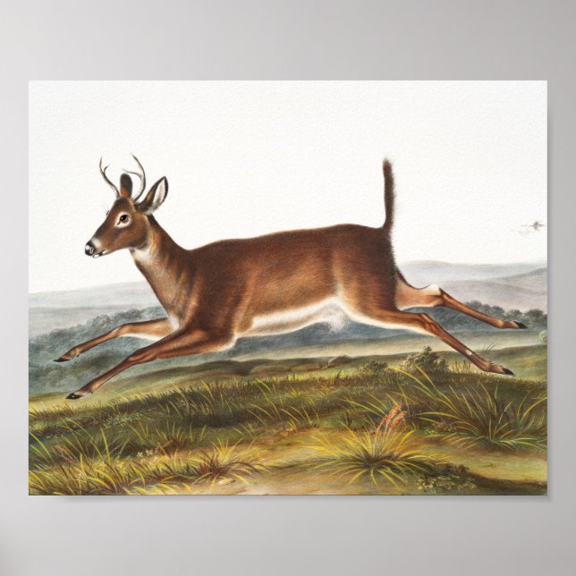 Långstjärt Hjort (Cervus leucurus) Illustration Poster (Framsidan)