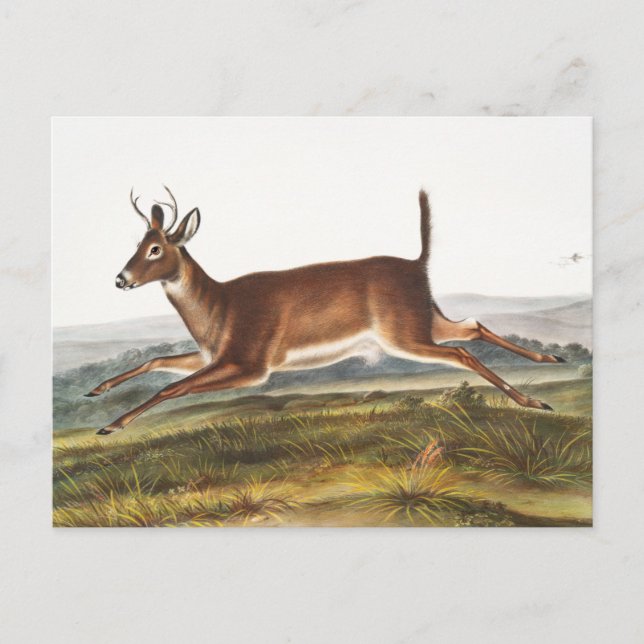 Långstjärt Hjort (Cervus leucurus) Illustration Vykort (Framsida)