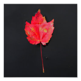 Långstjärt löv fototryck