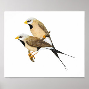 Långstjärtad fink Pair - Poephila acuticauda Poster
