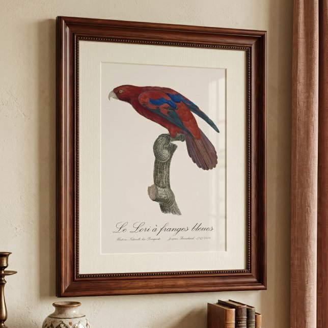 Långstjärtad lorikit, Trichoglossus borneus Fototryck (Long-Tailed Red Lory, Trichoglossus borneus. Photo Print)