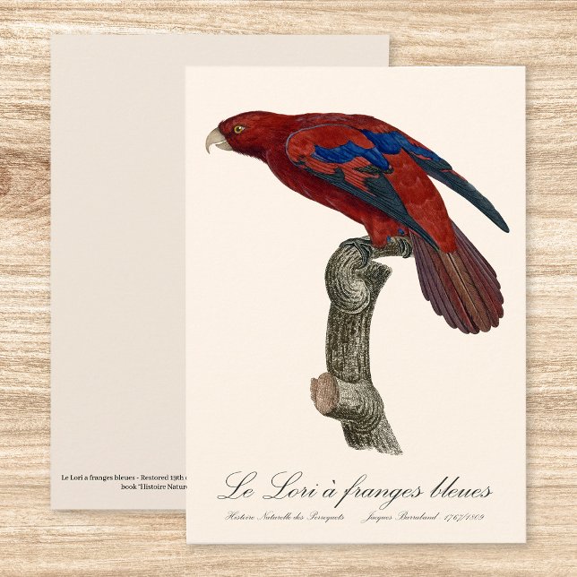Långstjärtad lorikit, Trichoglossus borneus Tack Kort (Long-Tailed Red Lory, Trichoglossus borneus. Thank You Card)