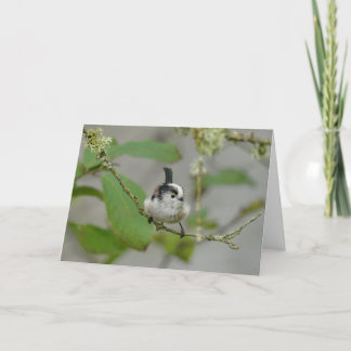 Långstjärtad måltid, skotsk trädgårdsfågel. kort