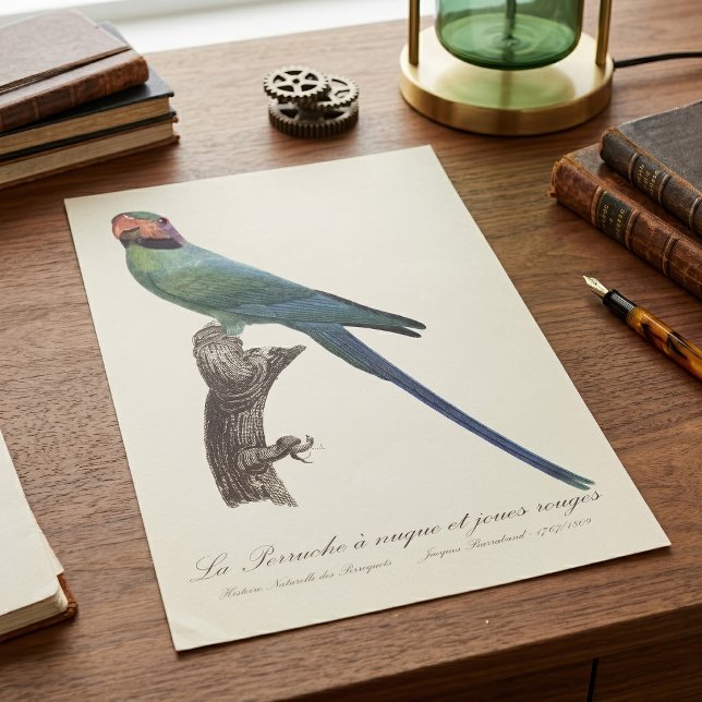 Långstjärtad parakit, Psittacula Longicauda Poster (Long-Tailed Parakeet, Psittacula Longicauda. Poster)