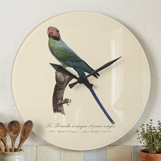 Långstjärtad parakit, Psittacula Longicauda Stor Klocka (Long-Tailed Parakeet, Psittacula Longicauda. Large Clock)