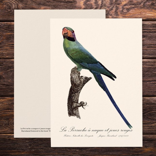 Långstjärtad parakit, Psittacula Longicauda Tack Kort (Long-Tailed Parakeet, Psittacula Longicauda. Thank You Card)