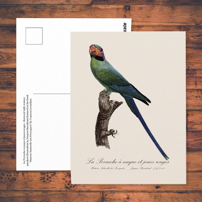 Långstjärtad parakit, Psittacula longicauda Vykort (Long-Tailed Parakeet, Psittacula Longicauda. Postcard)