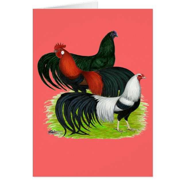 Långstjärtad Tupp Trio OBS Kort (Framsidan)