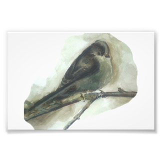 Långstjärtad utskrift av fåglarnas vattenfärg fototryck