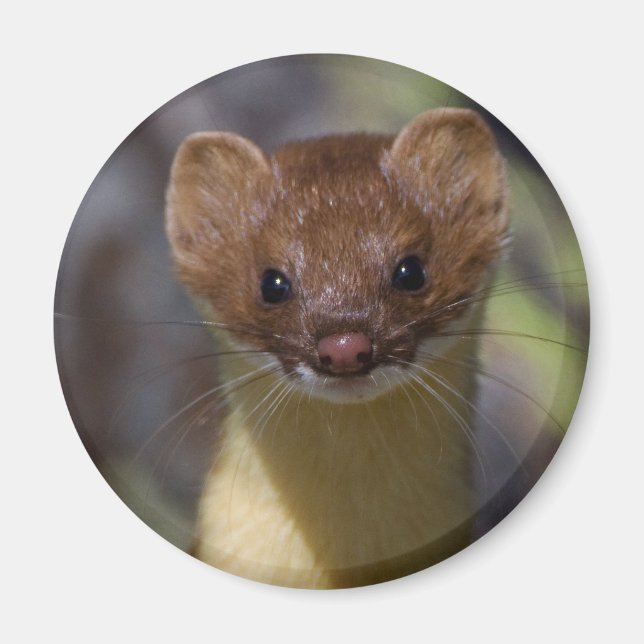 Långstjärtad Weasel Magnet (Framsidan)