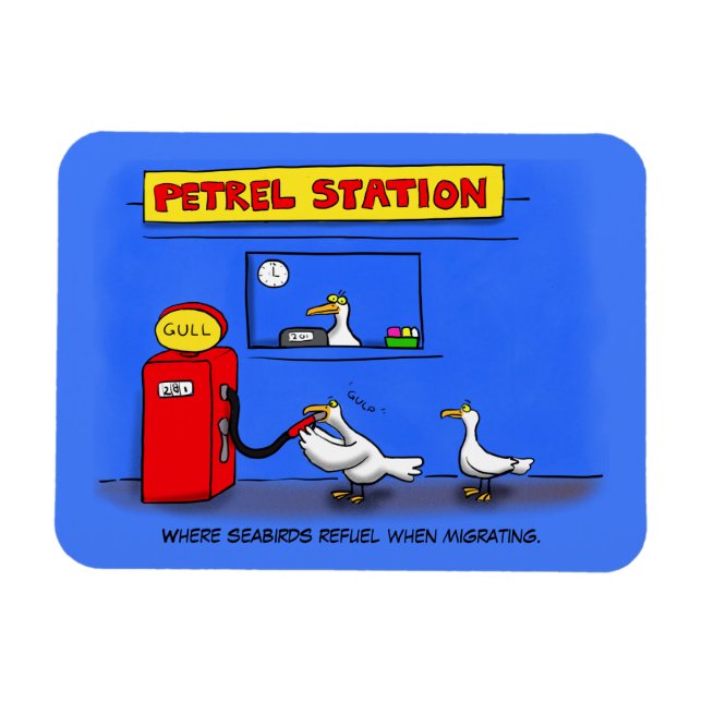 Långstjärtsmås tecknad humor magnet (Horisontell)