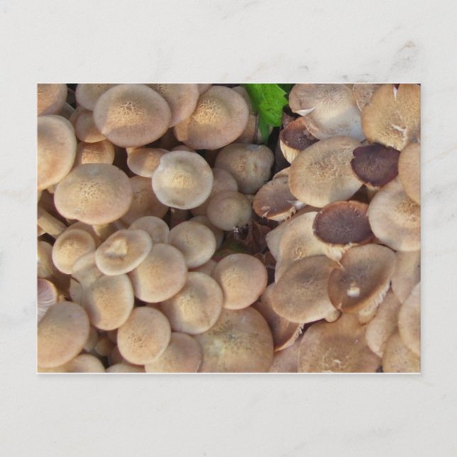 Långsvampar Vykort (Framsida)