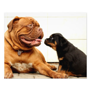 Längtan för Rottweiler valphund Fototryck
