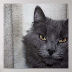 Långtrådig rysk blå katt poster